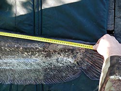 A verseny legnagyobb hala - Kisbalatoni Harcsavadászok, 65 kg