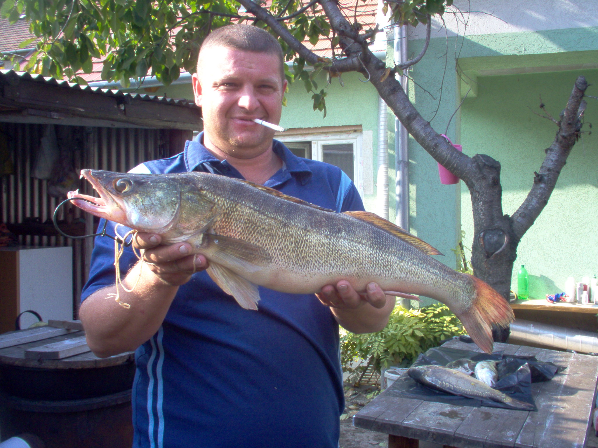 Pölöskei ragadozók