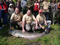 Sárvári Team, a versenyen kifogott legnagyobb, 69,6 kg-os harcsával