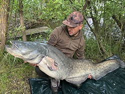 Harcsafogás - 37 kg
