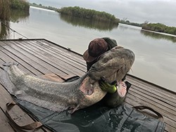 Harcsafogás - 37 kg