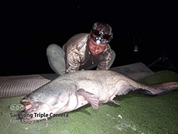 Harcsafogás - 37 kg