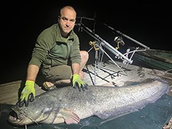 Harcsafogás - 37 kg