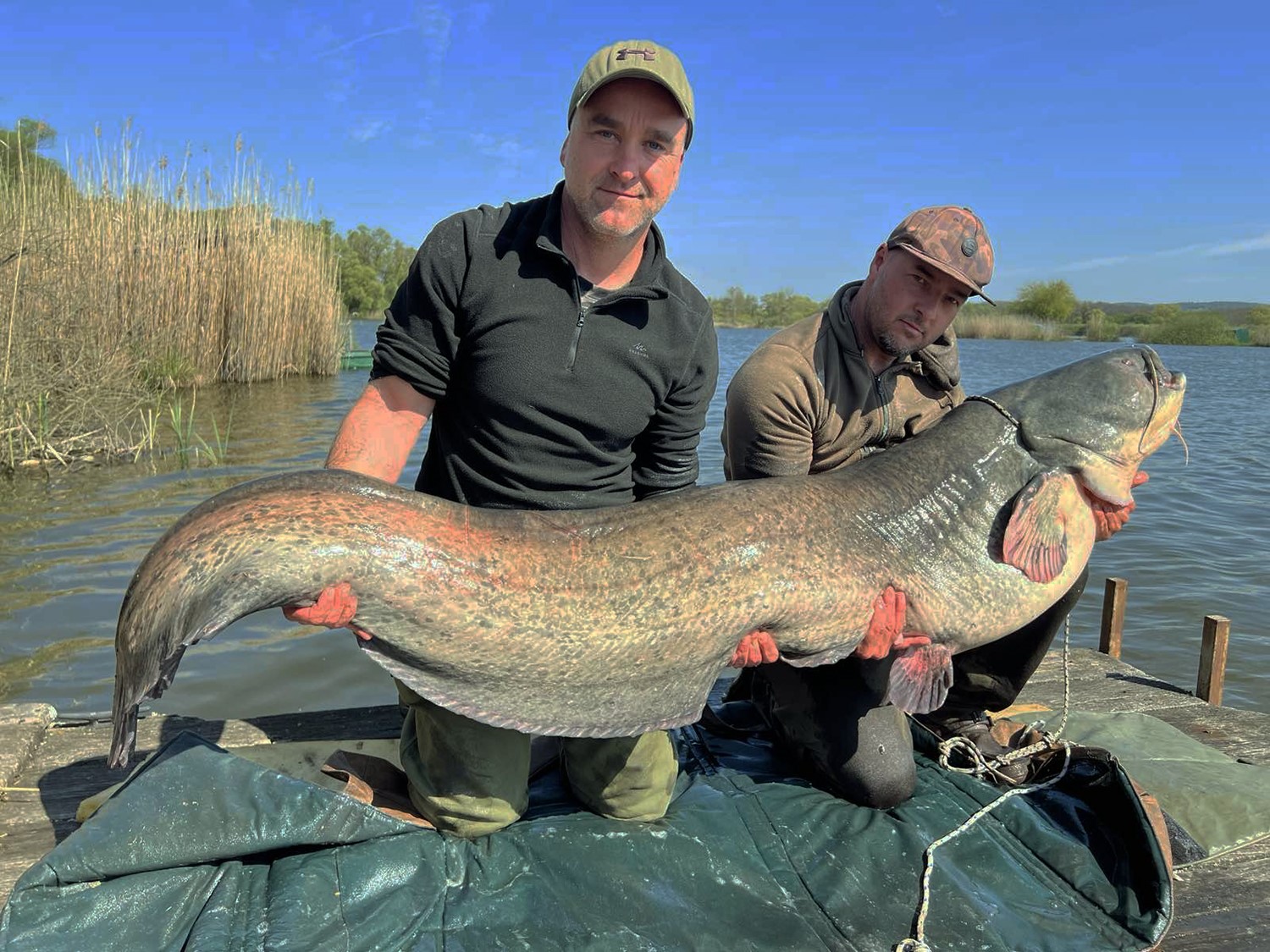 Harcsafogás - 67,7 kg