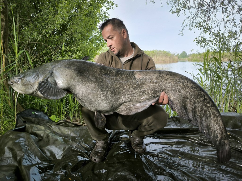 Harcsafogás - 37 kg