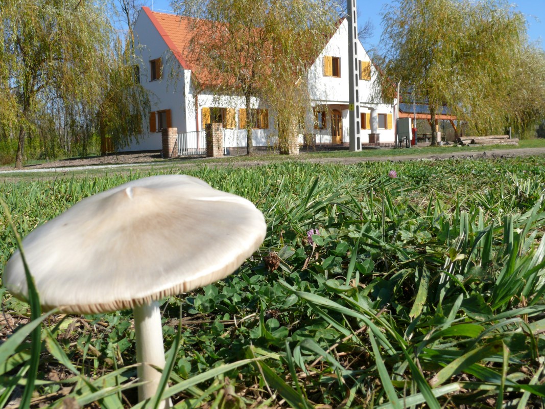 Szinte egyszerre nőttek ki